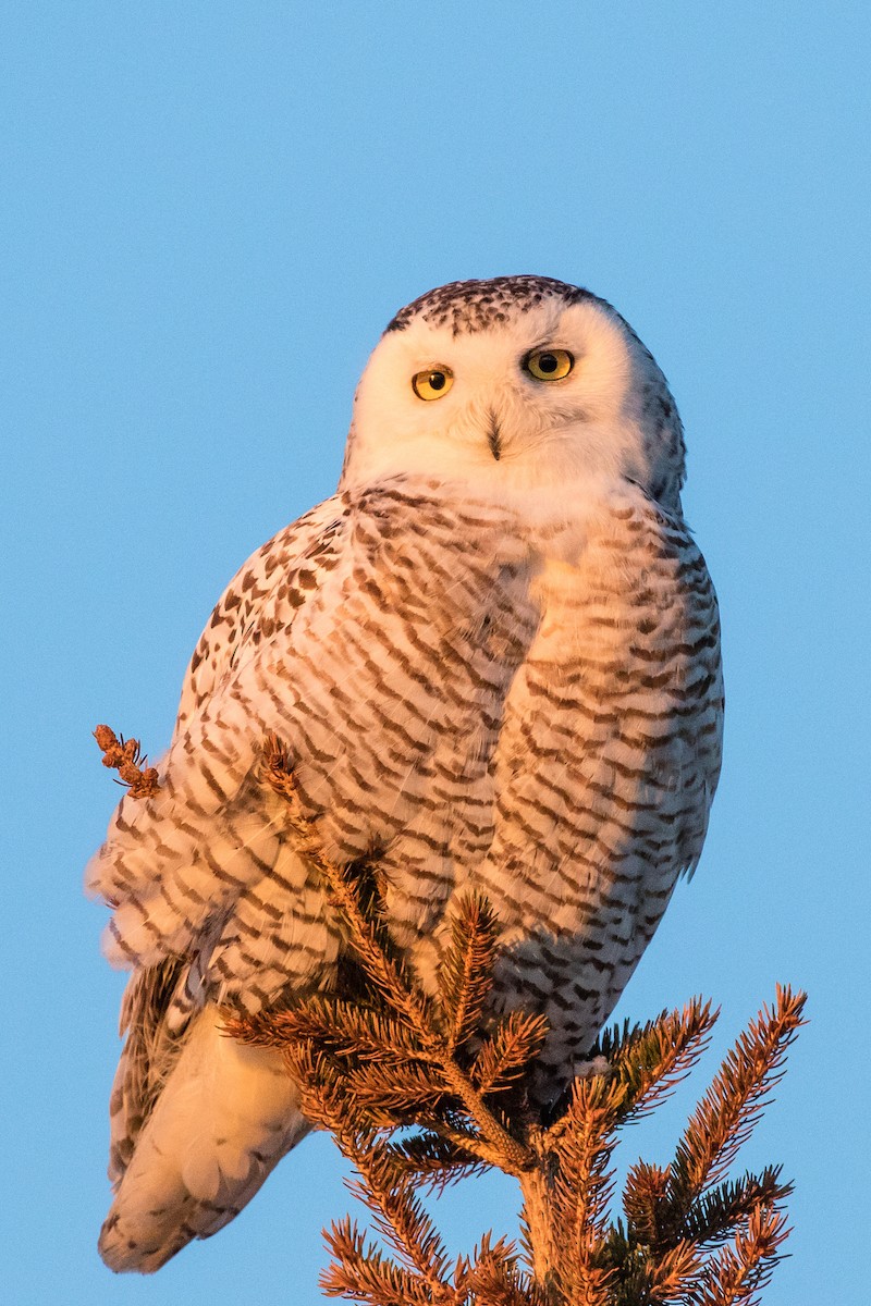Snowy Owl - Paul Fletcher