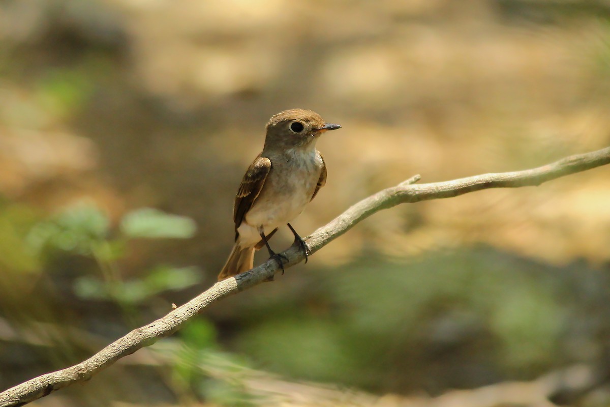 Asian Brown Flycatcher - Torsa  Chakraborty