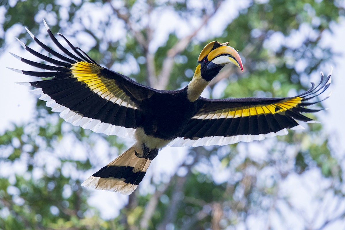 Great Hornbill - Laurie Ross | Tracks Birding & Photography Tours