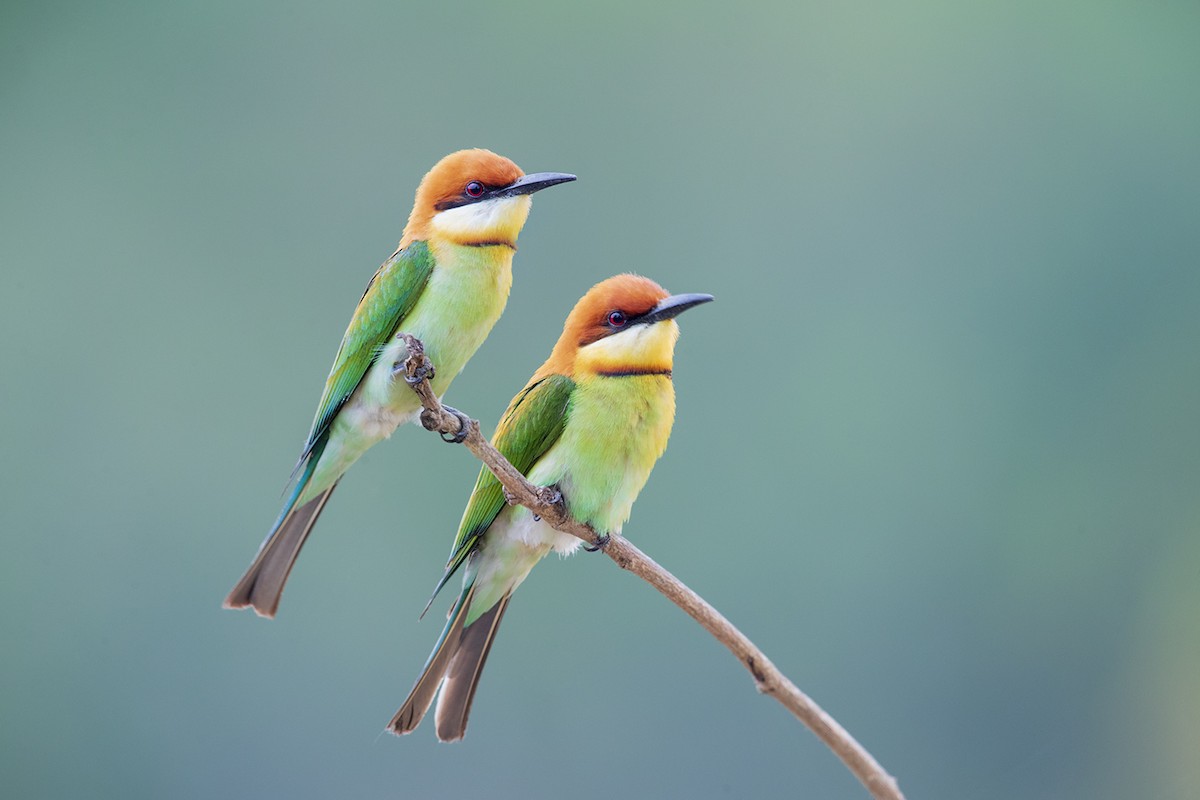 Chestnut-headed Bee-eater - Laurie Ross | Tracks Birding & Photography Tours