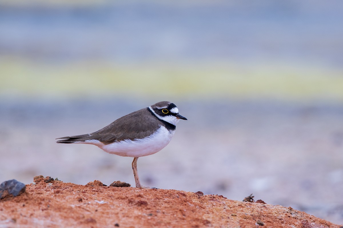 Little Ringed Plover (curonicus) - Laurie Ross | Tracks Birding & Photography Tours