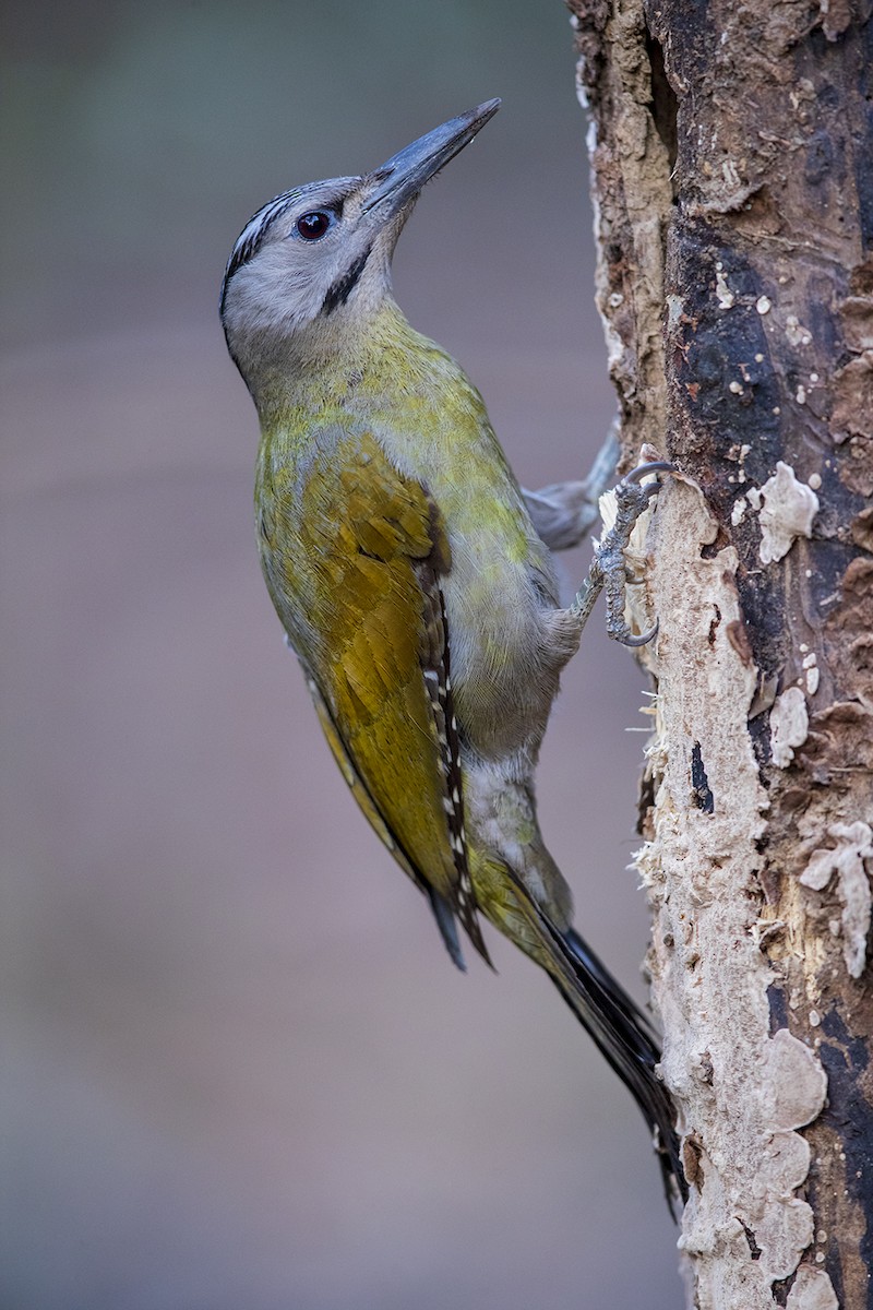 Gray-headed Woodpecker (Black-naped) - ML147413971