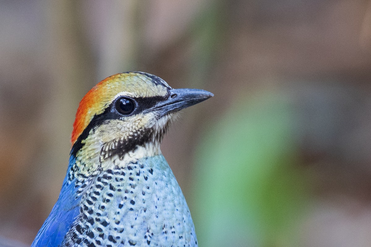 Blue Pitta - Laurie Ross | Tracks Birding & Photography Tours