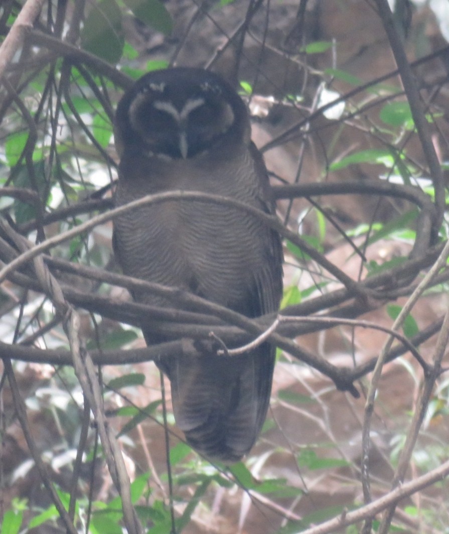 Brown Wood-Owl - Samyam Rumba