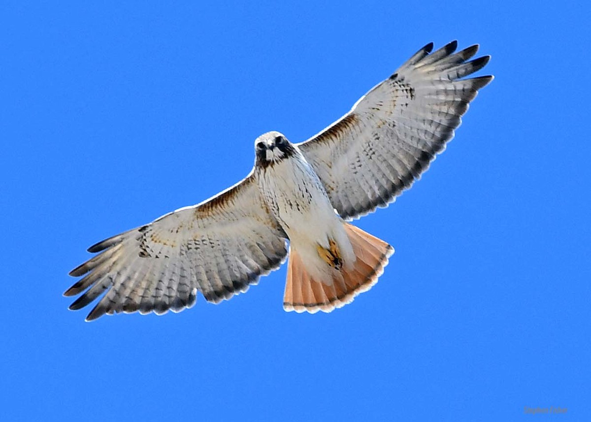 Red-tailed Hawk - ML147421541