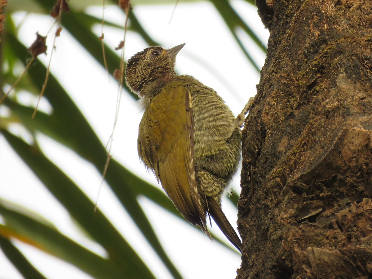 Green-backed Woodpecker (Little Green) - Antonio Xeira