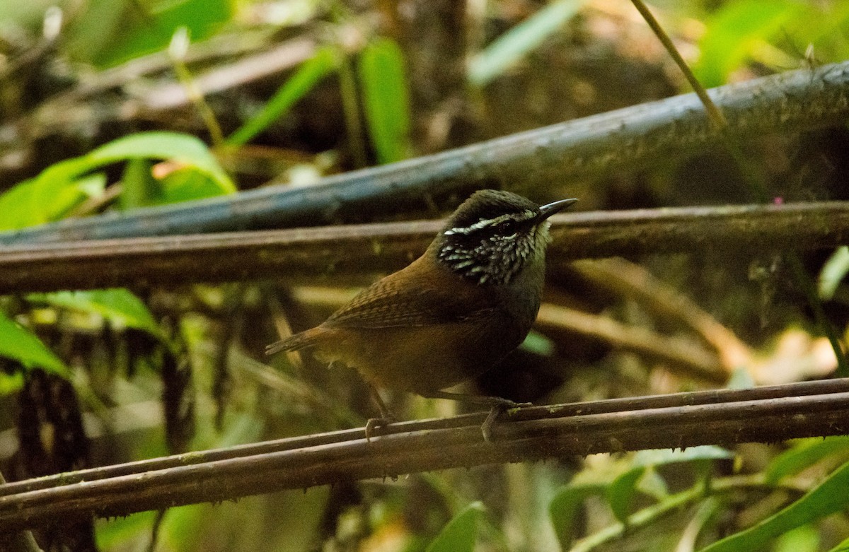 Gray-breasted Wood-Wren - ismael chavez
