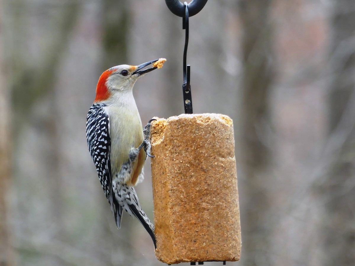 Red-bellied Woodpecker - Shelley Rutkin