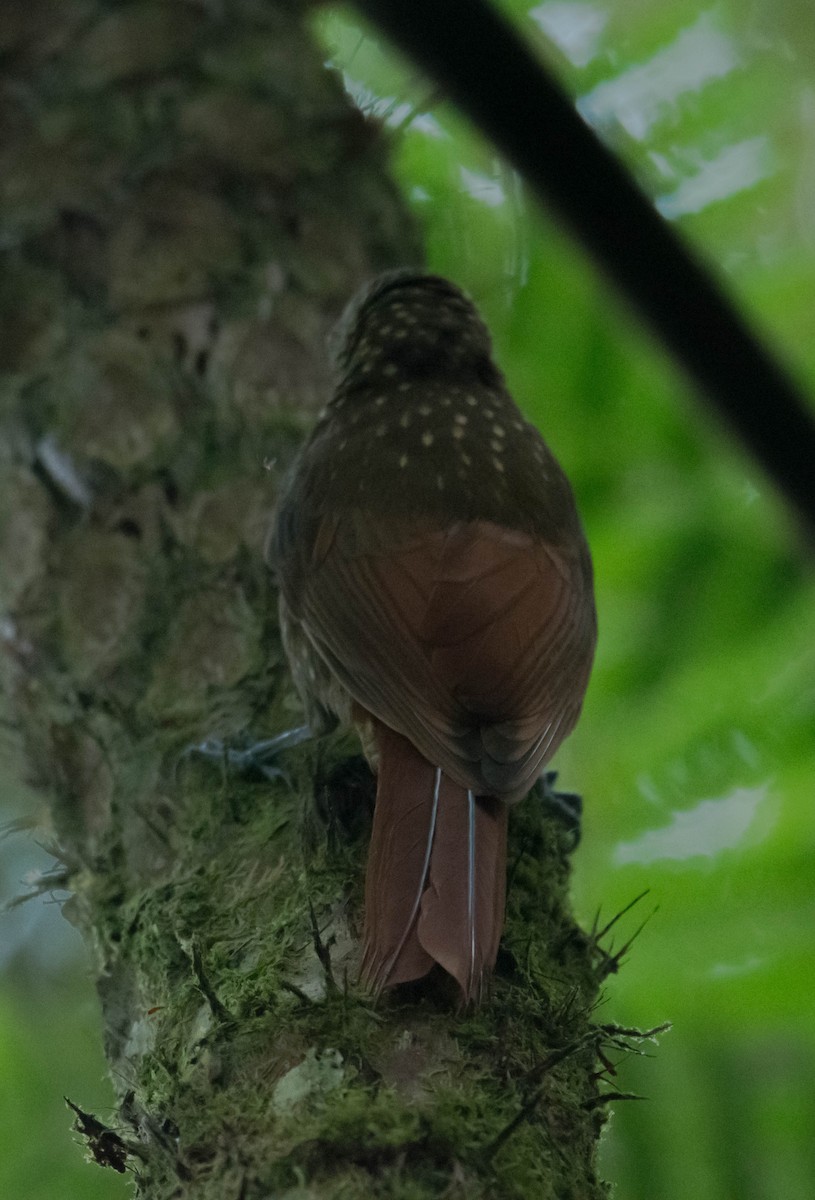 Spotted Woodcreeper - ML147428411