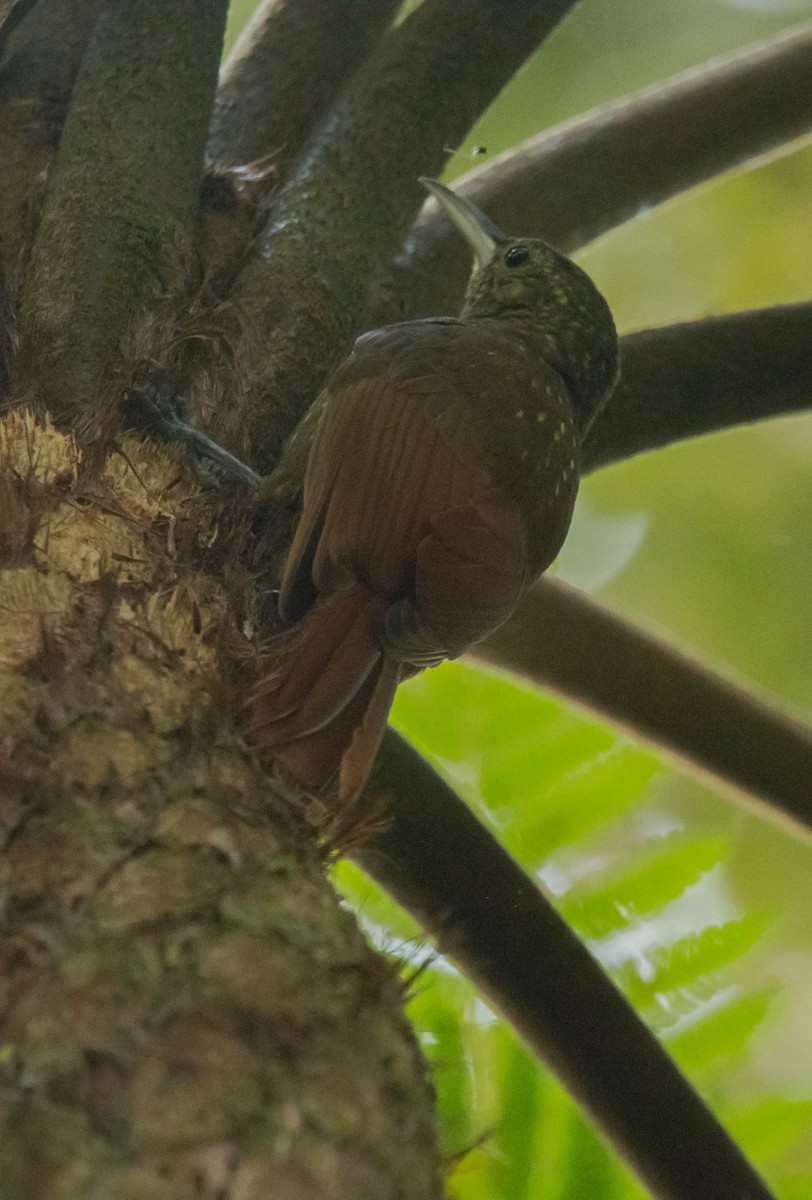 Spotted Woodcreeper - ML147428421
