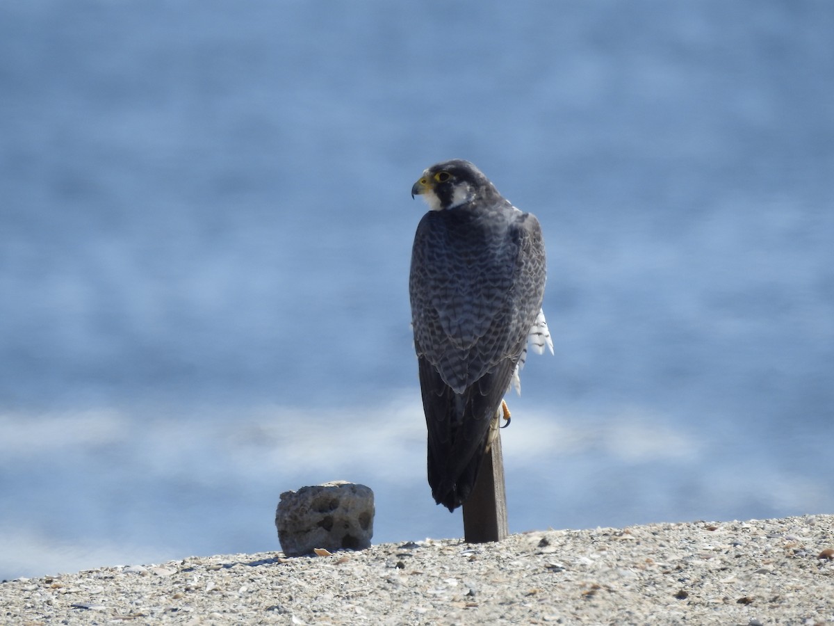 Peregrine Falcon (Tundra) - Fundación  Gaviotín Chico
