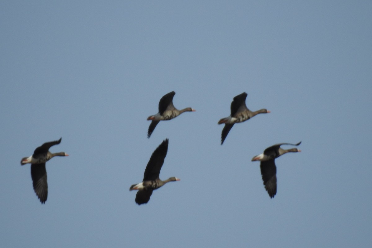 Greater White-fronted Goose - ML147430181