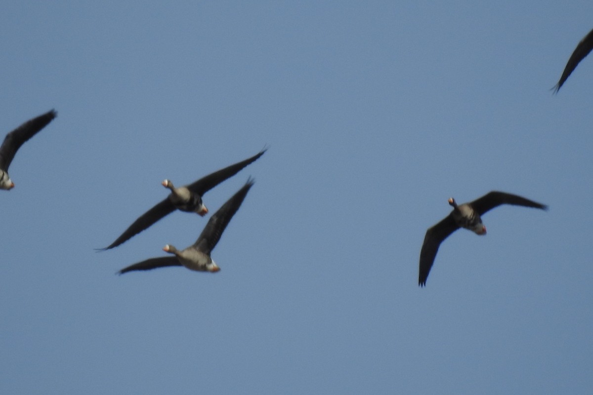 Greater White-fronted Goose - ML147430191