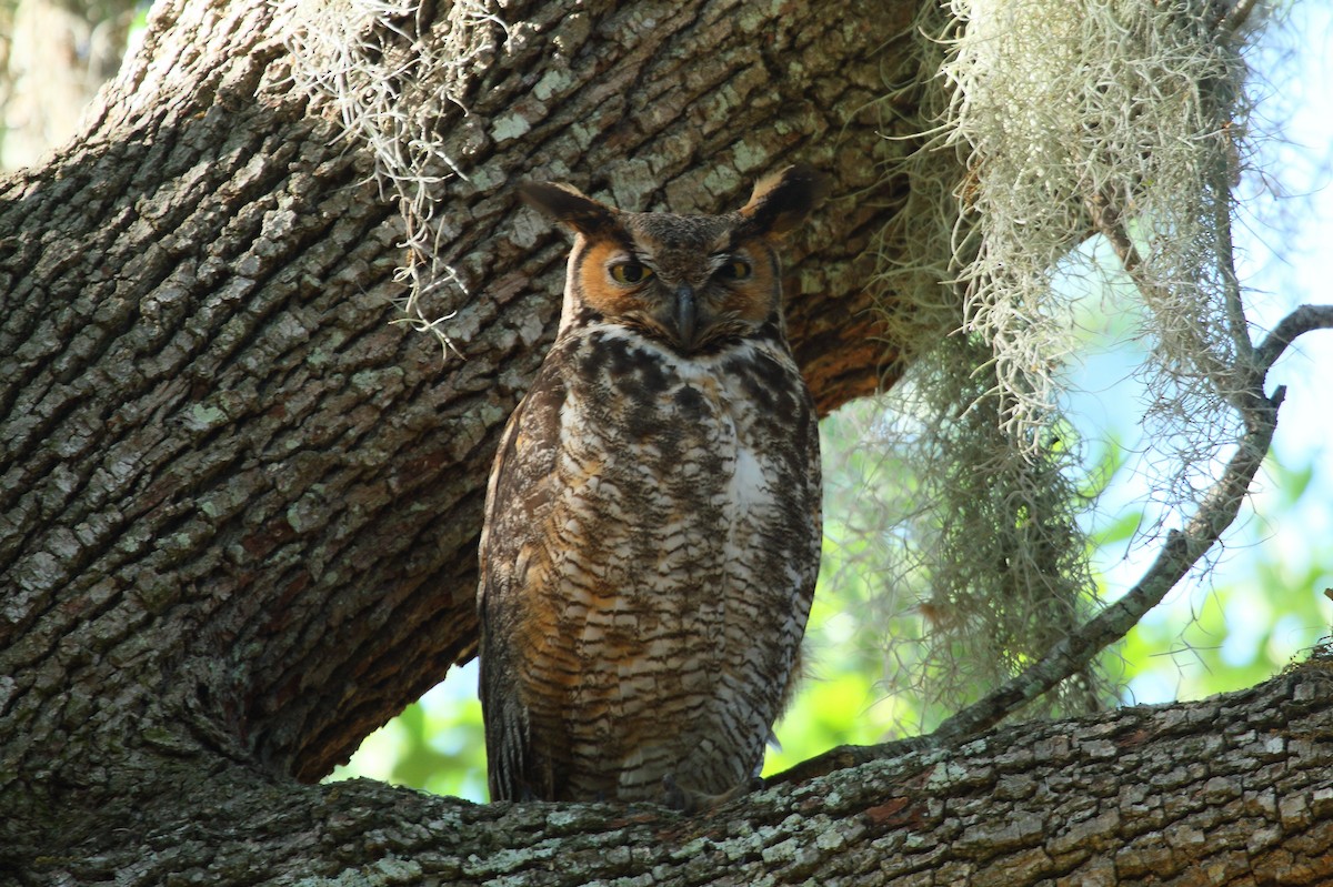 Great Horned Owl - Patrick J. Blake