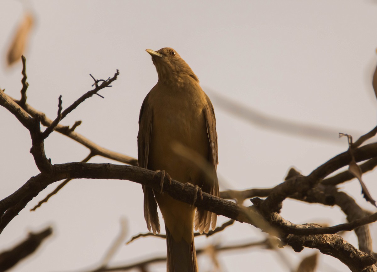 Clay-colored Thrush - ismael chavez