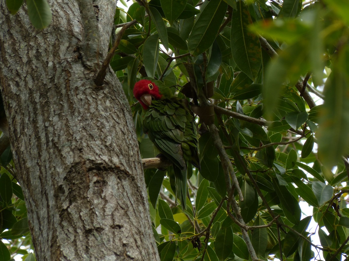 Red-masked Parakeet - Hugh McGuinness
