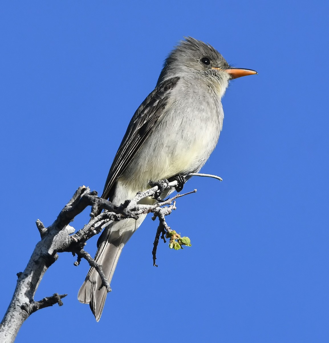 Greater Pewee - ML147433911