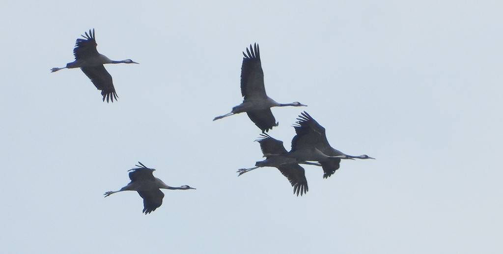 Common Crane - manuel grosselet