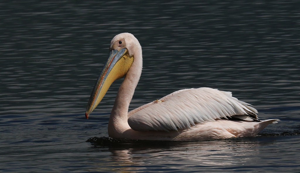 Great White Pelican - manuel grosselet