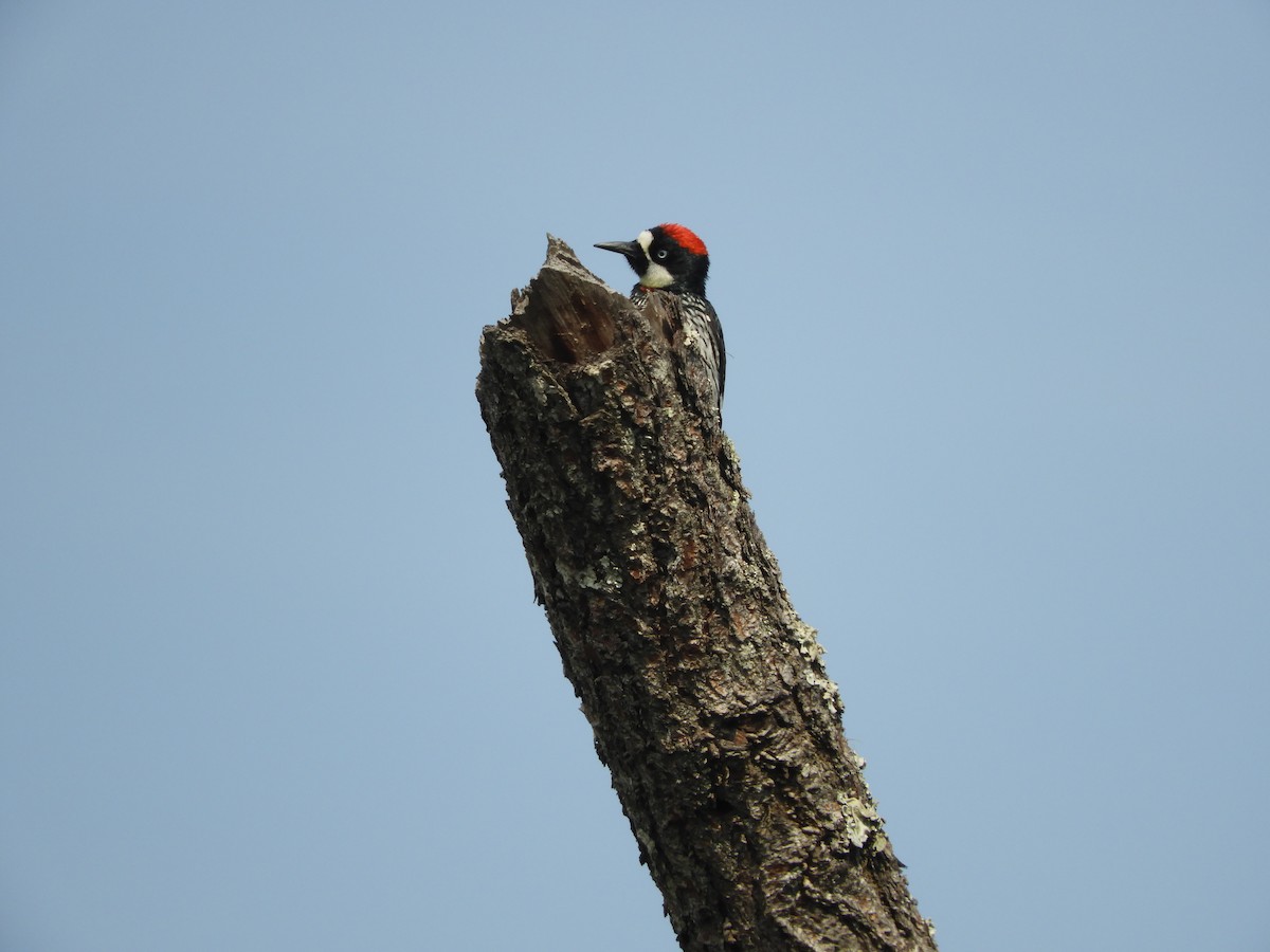 Acorn Woodpecker - ML147436281