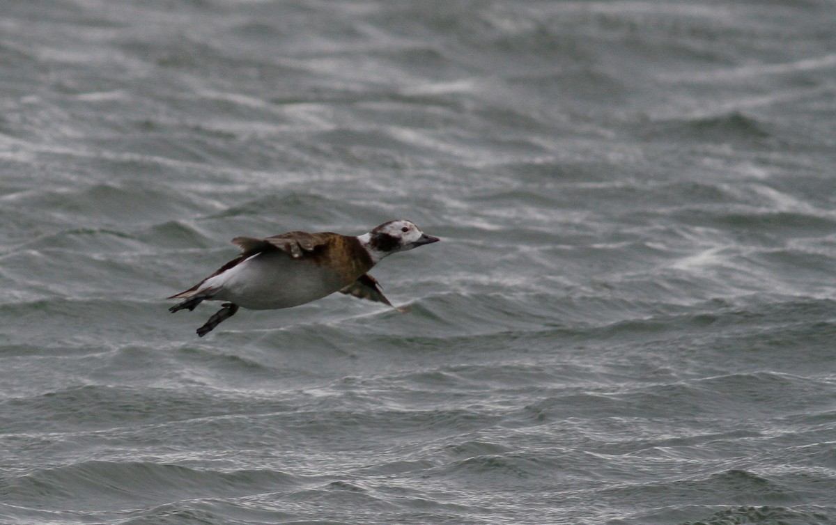 Long-tailed Duck - ML147437381