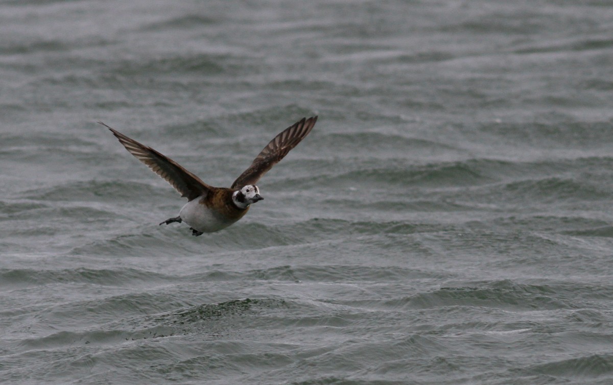 Long-tailed Duck - ML147437401
