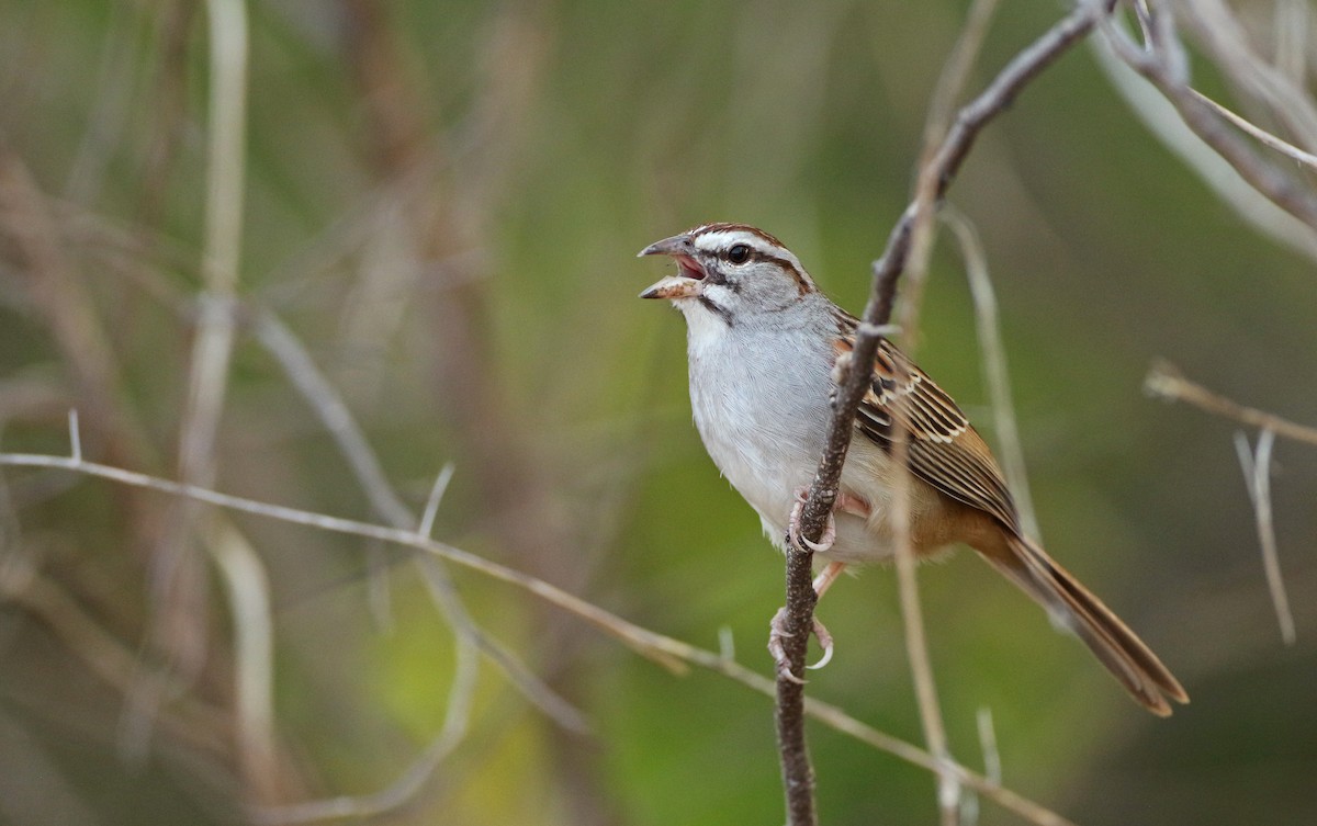 Cinnamon-tailed Sparrow - Luke Seitz