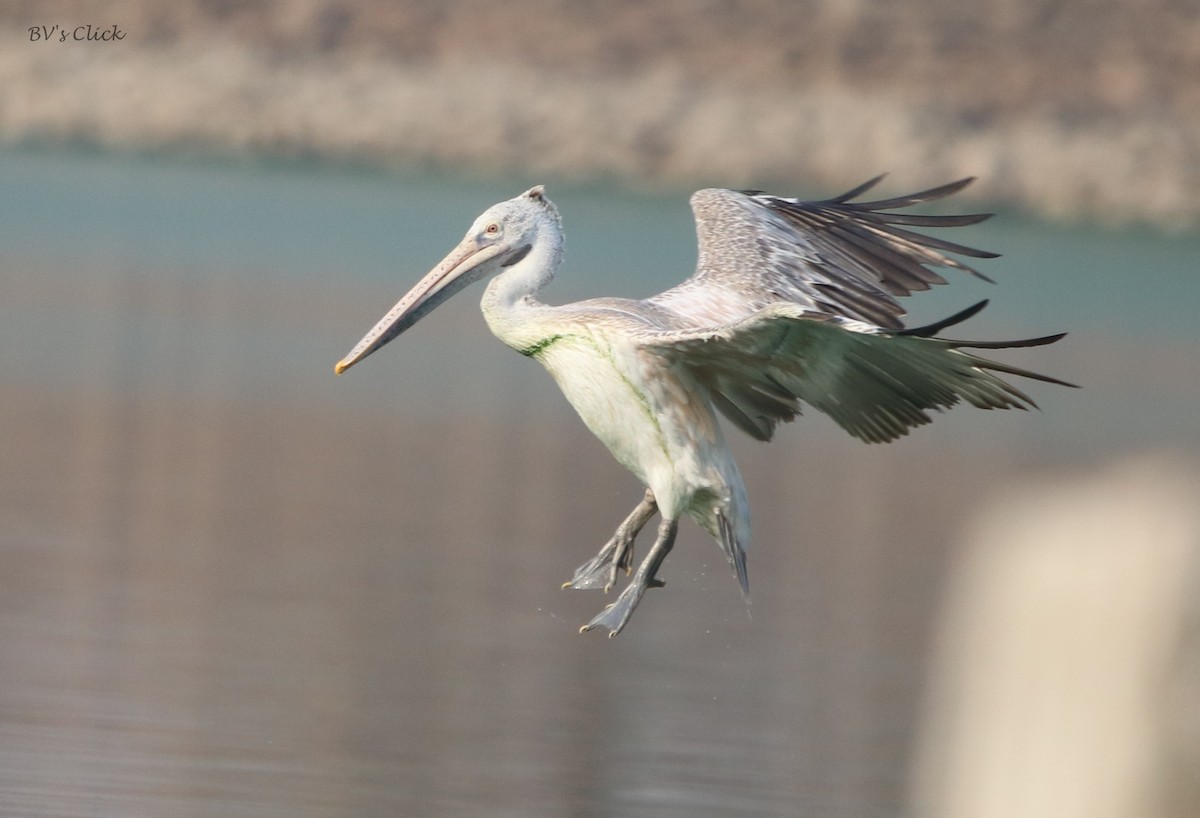 Spot-billed Pelican - ML147437881