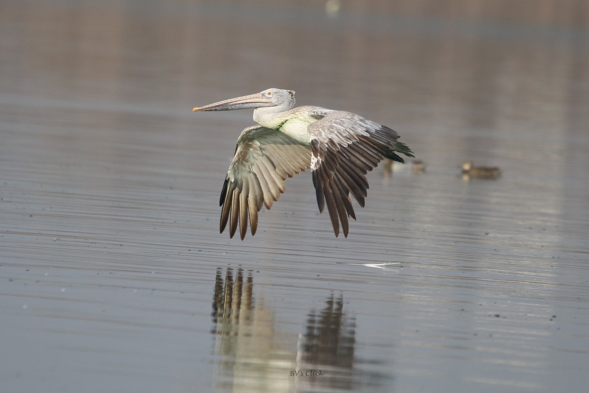Spot-billed Pelican - ML147437891