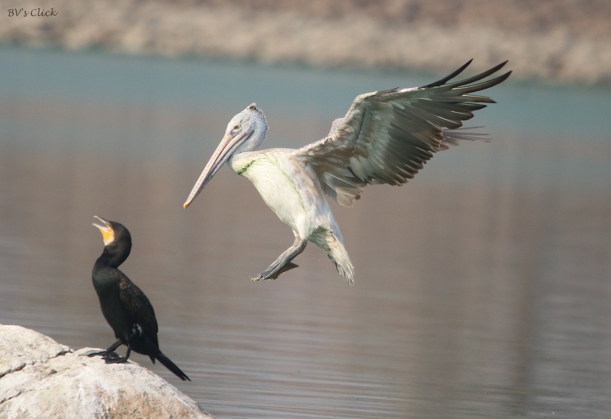 Spot-billed Pelican - ML147437911