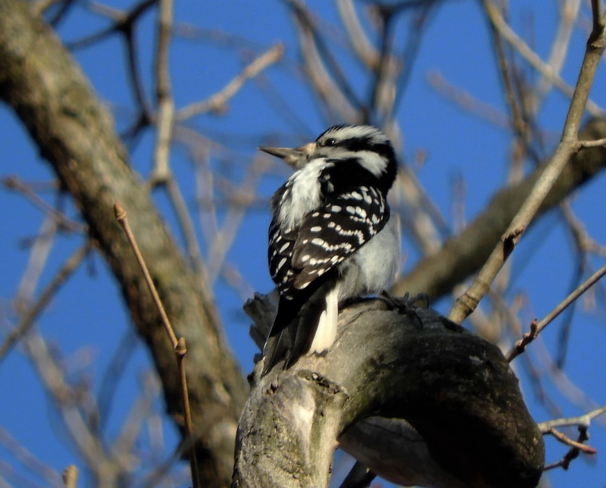 Hairy Woodpecker - Paul McKenzie