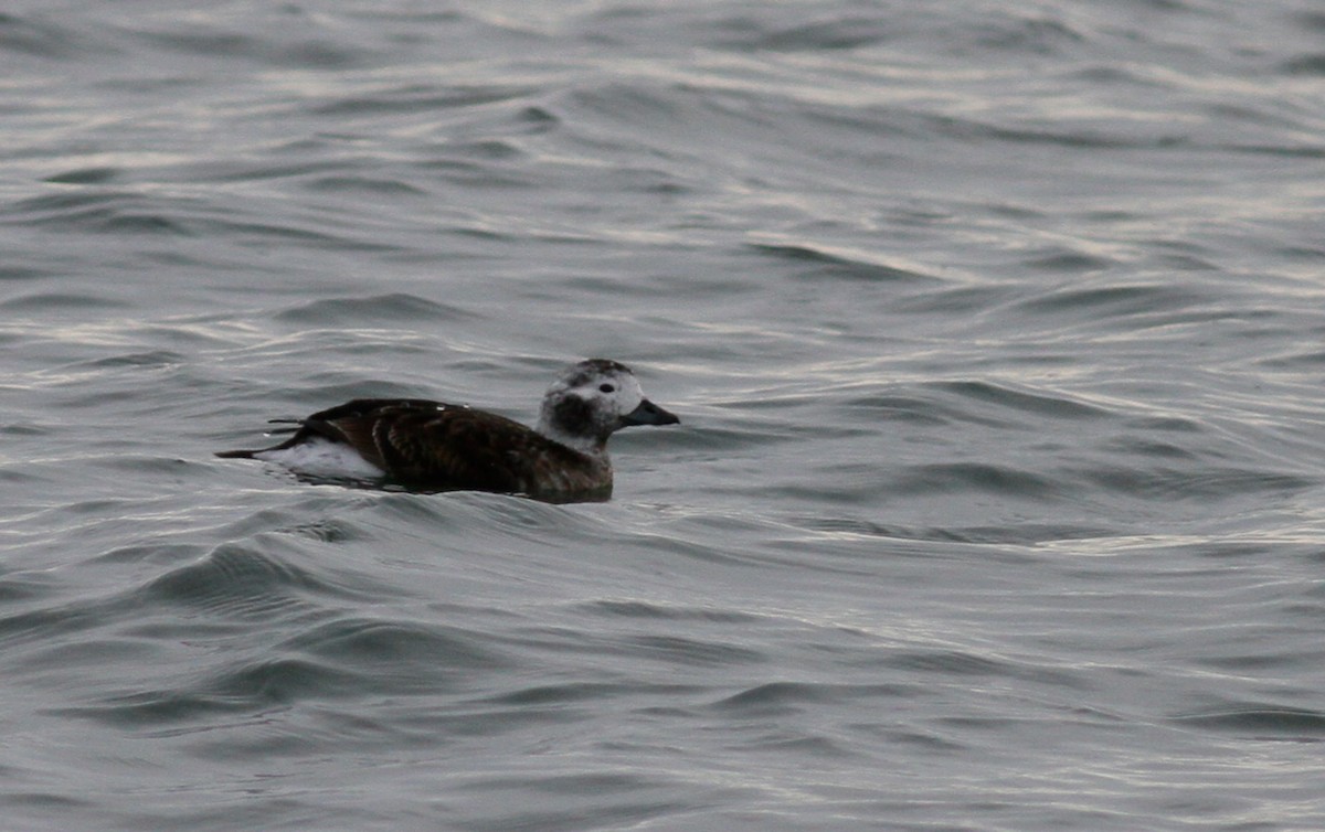 Long-tailed Duck - ML147438341