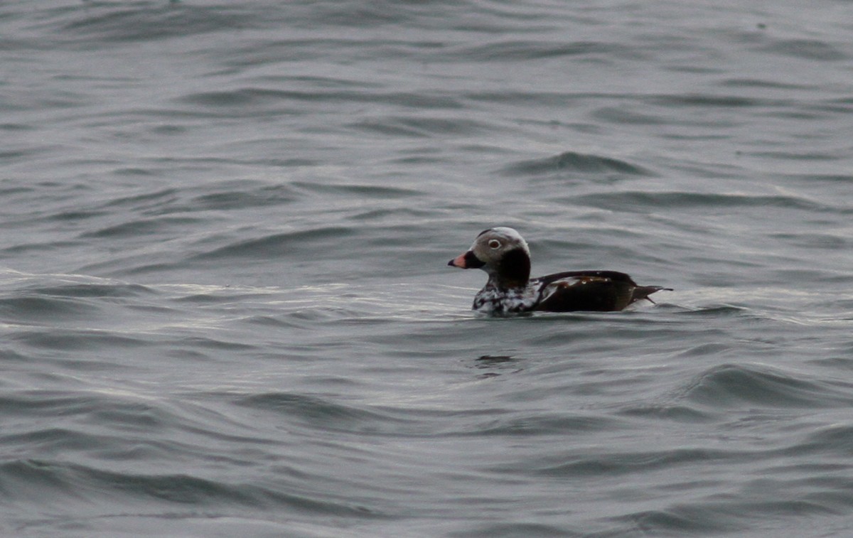 Long-tailed Duck - ML147438351
