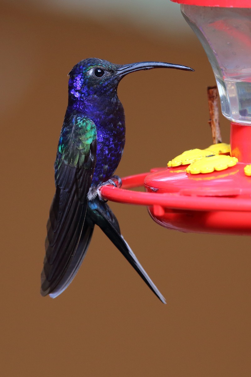 kolibřík fialkový - ML147439041