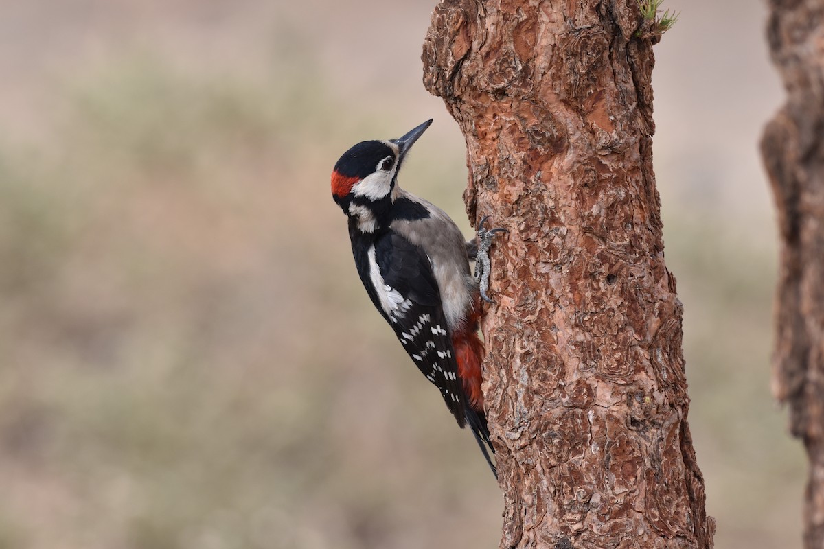 Great Spotted Woodpecker (Canarian) - ML147439081