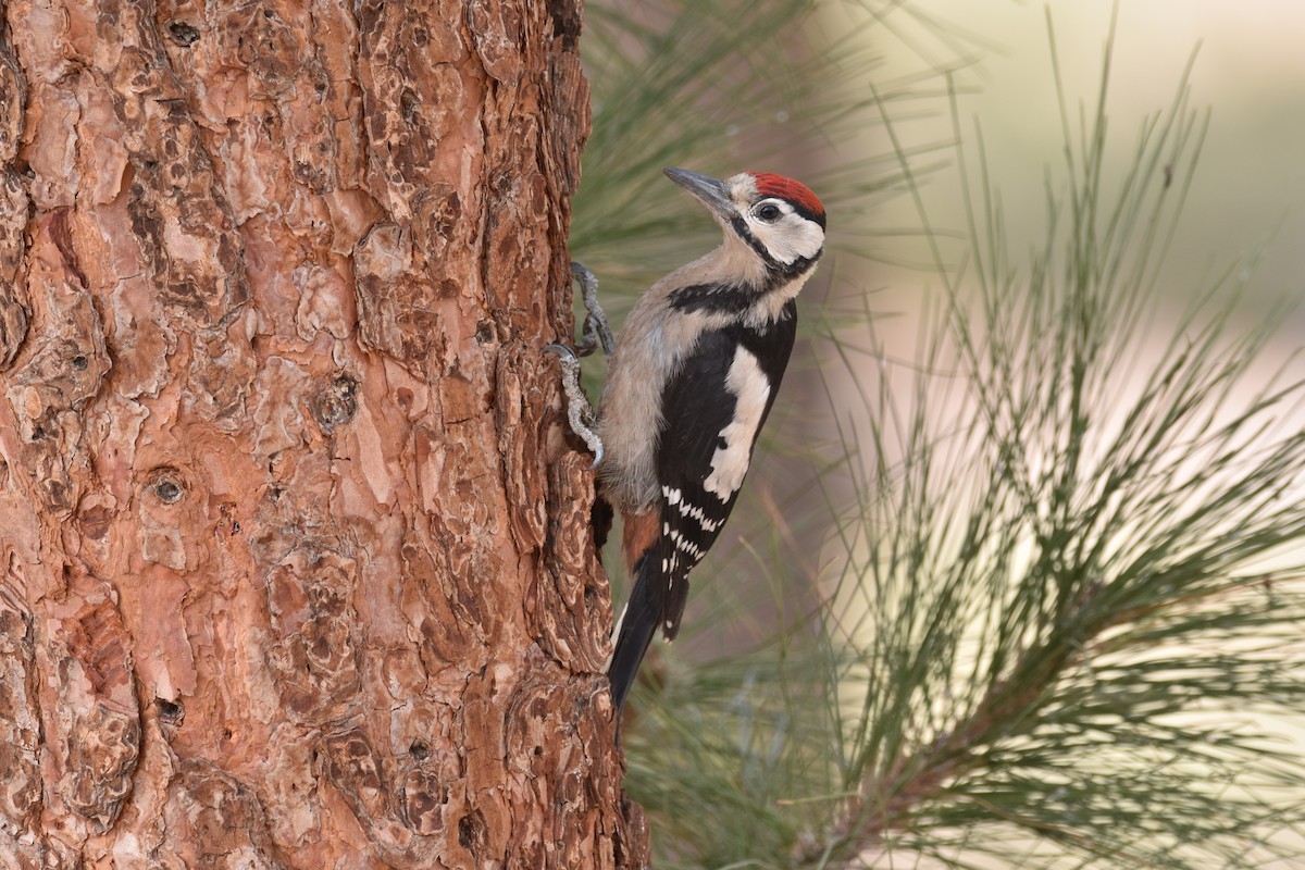 Great Spotted Woodpecker (Canarian) - ML147439101