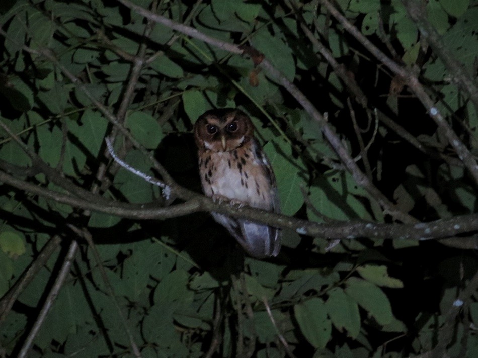 Giant Scops-Owl - André Weiss