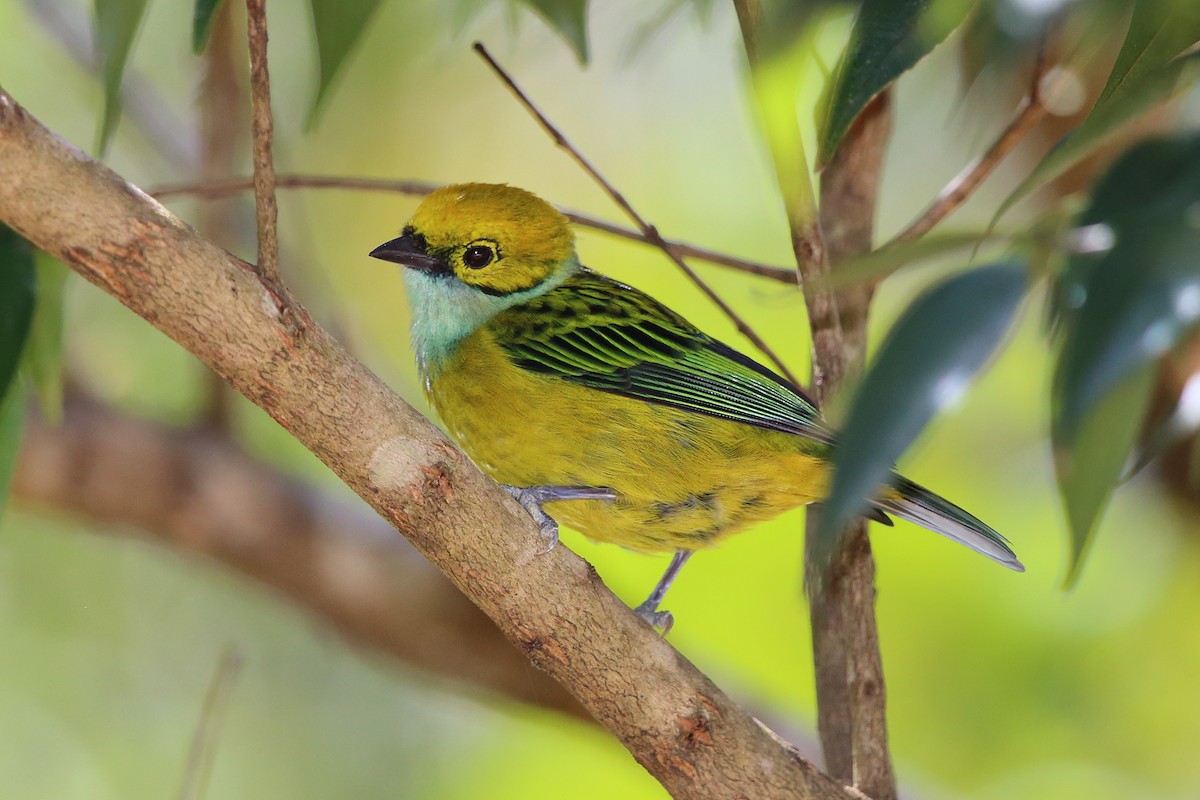 Silver-throated Tanager - ML147440241