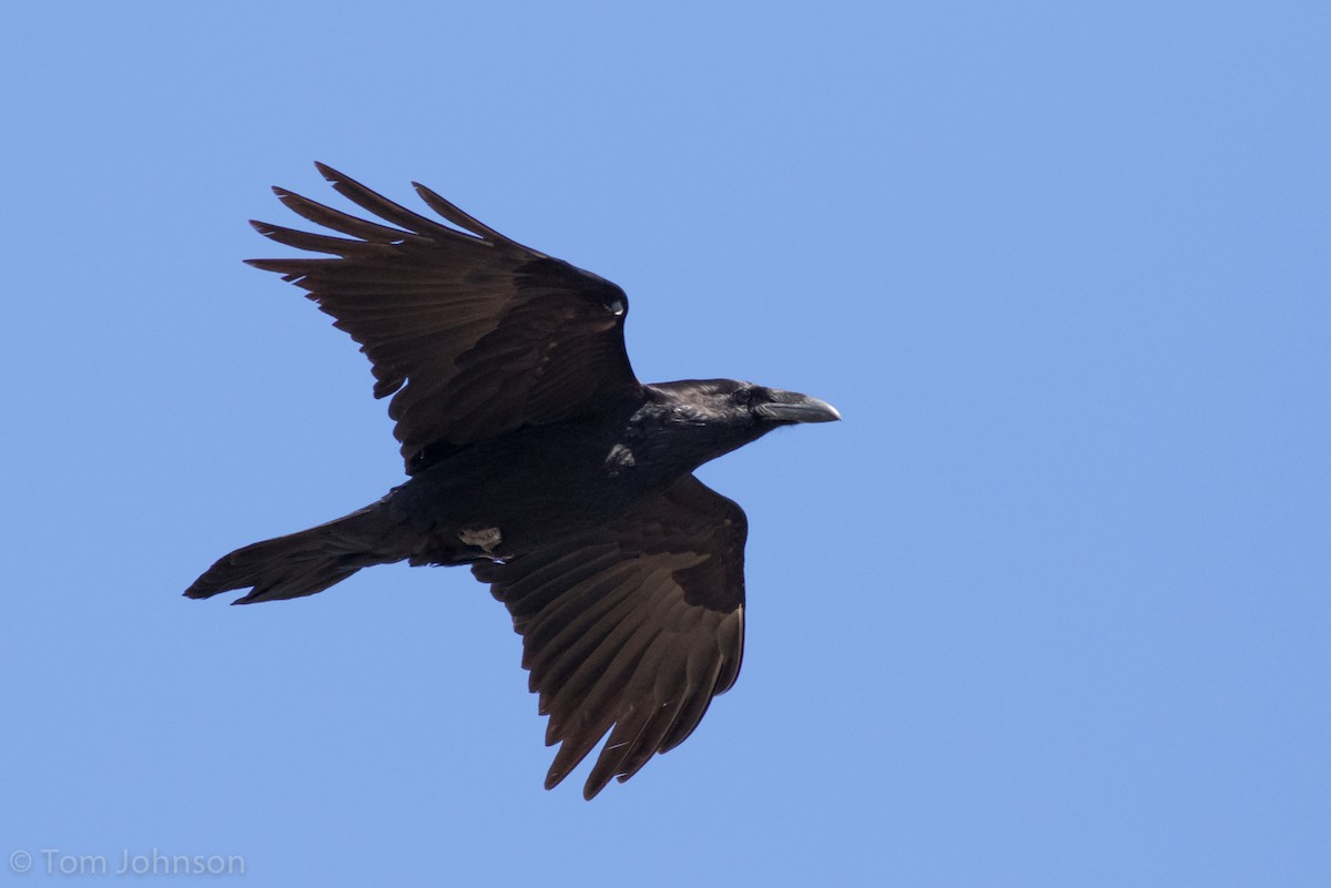 Common Raven - ML147440901