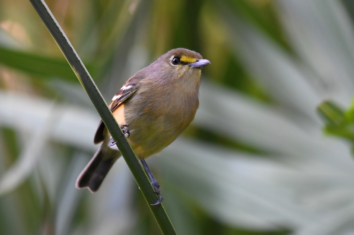 Thick-billed Vireo - ML147442041