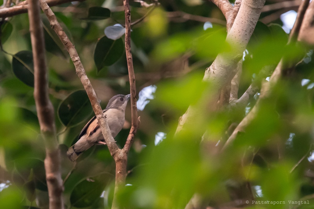 White-browed Shrike-Babbler (Blyth's) - Pattaraporn Vangtal
