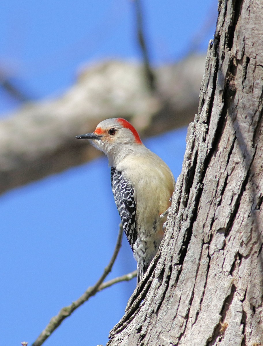 Red-bellied Woodpecker - John  Cameron
