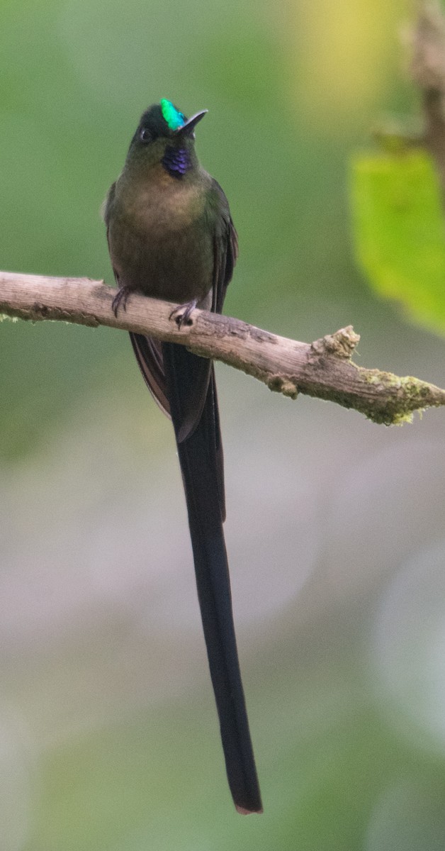 Violet-tailed Sylph - ML147447271