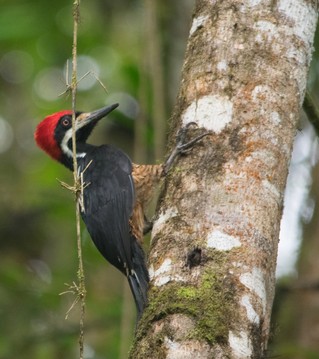 Powerful Woodpecker - Eric Ripma