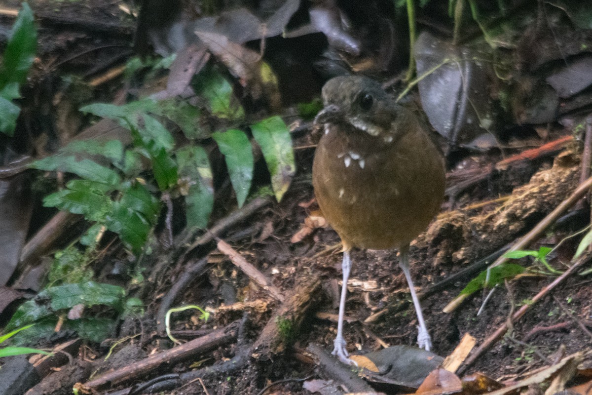 Moustached Antpitta - ML147447551