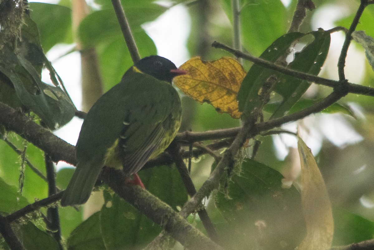 Green-and-black Fruiteater (Green-and-black) - Eric Ripma