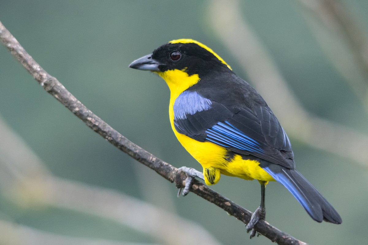 Blue-winged Mountain Tanager - ML147448121