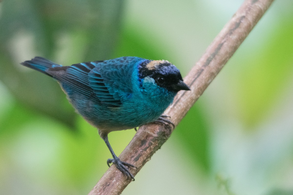 Golden-naped Tanager - ML147448271