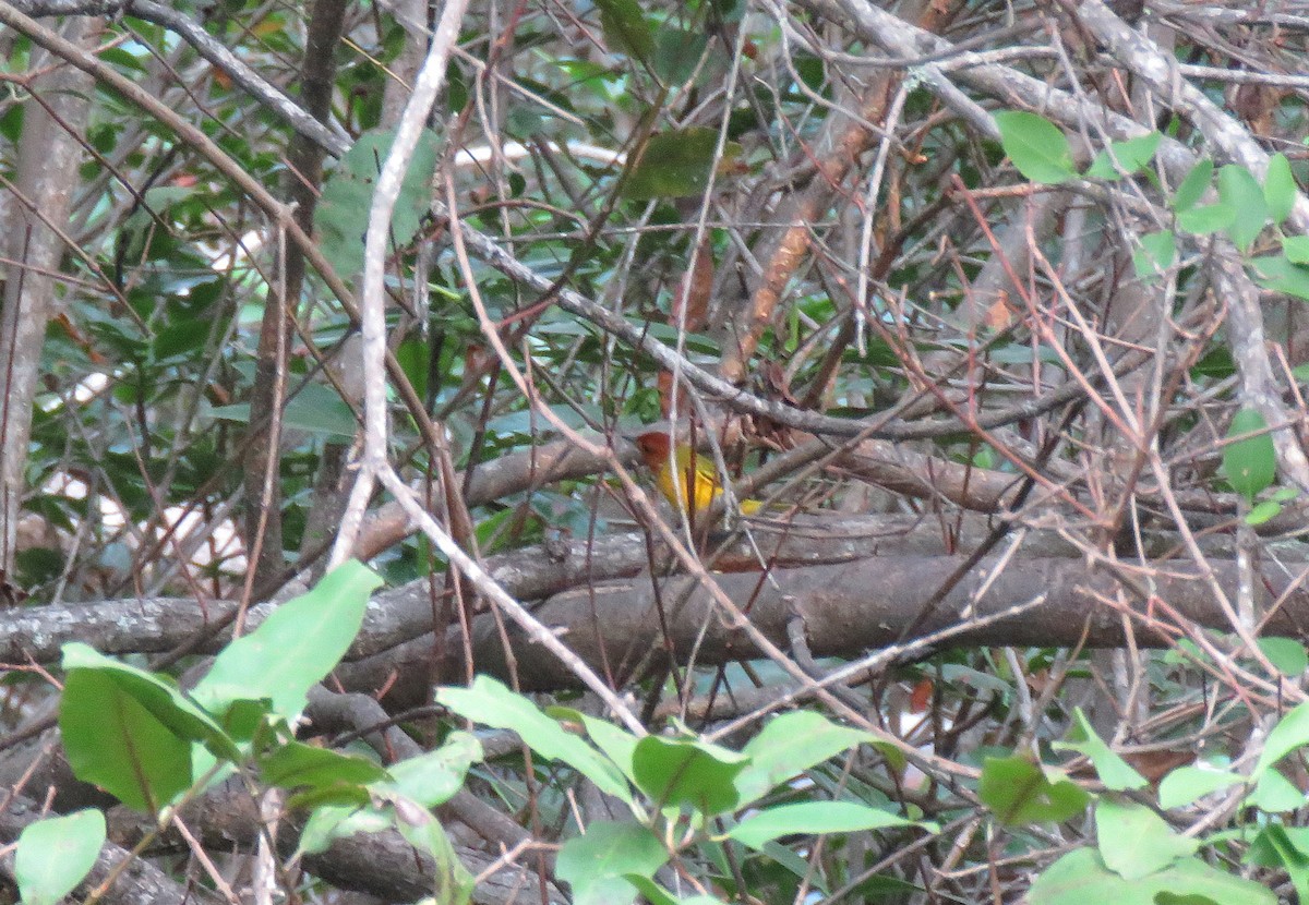 Yellow Warbler (Mangrove) - ML147449141