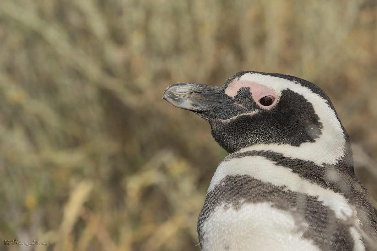 Magellanic Penguin - Evangelina Indelicato